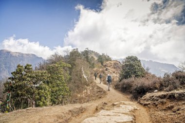 Bir grup insan rododendron ormandan hiking