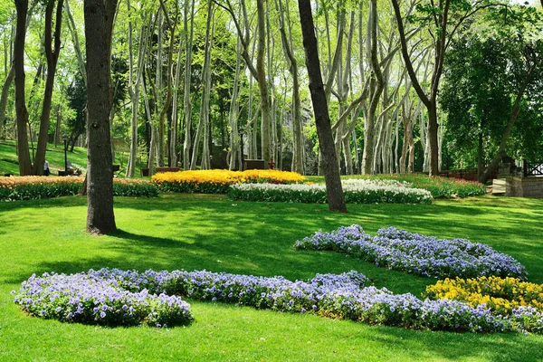 Várias tulipas no parque . — Fotografia de Stock