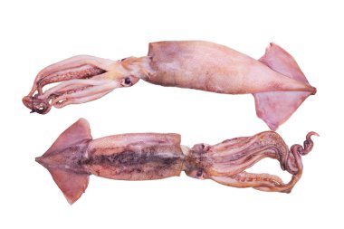 Taze ve ıslak ham squids yemek pişirmek için hazır.