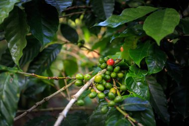 Las Terrazas yakınındaki kahve saç ekimi