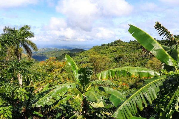 Jungle in de buurt van Cienfuegos — Stockfoto