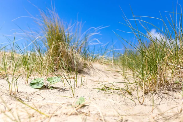 Beach at Scheveningen, Netherlands — Stock Photo, Image