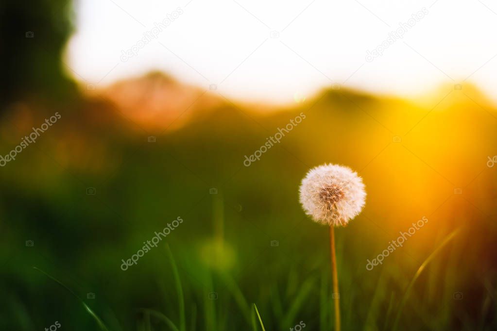 Dandelion with sunlight from behind