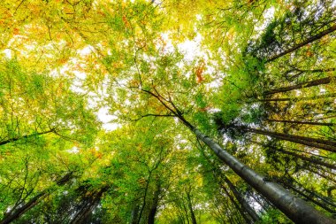 Orman manzara Harz içinde