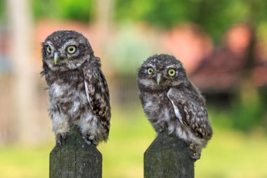 Kukumav a çit üzerinde