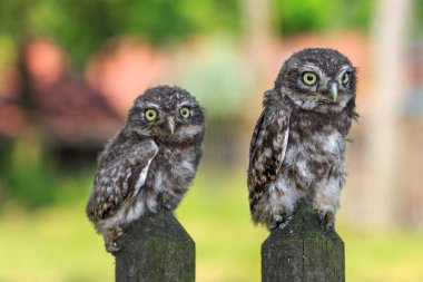 Kukumav a çit üzerinde