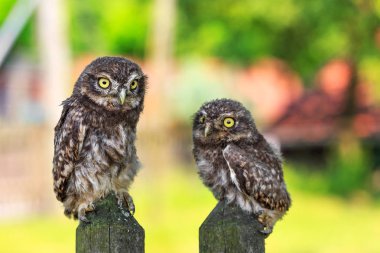 Kukumav a çit üzerinde