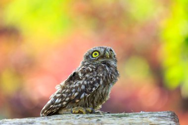 Odun parçası üzerinde oturan Kukumav