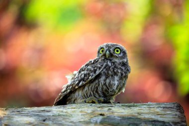 Odun parçası üzerinde oturan Kukumav