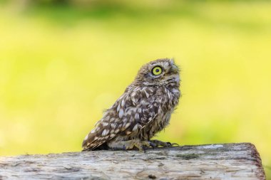 Odun parçası üzerinde oturan Kukumav