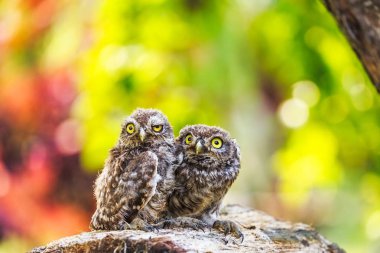 Odun parçası üzerinde oturan Kukumav