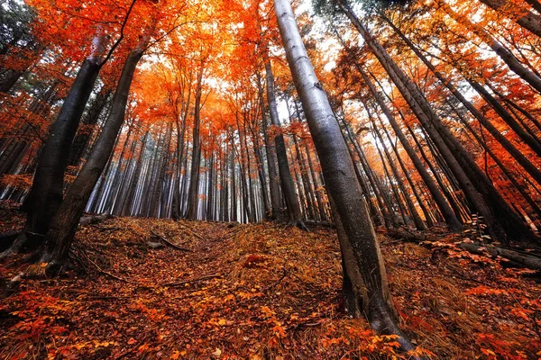 Paesaggio forestale nell'Harz — Foto Stock