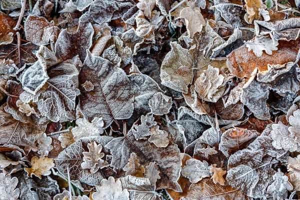 Folhas congeladas no chão — Fotografia de Stock