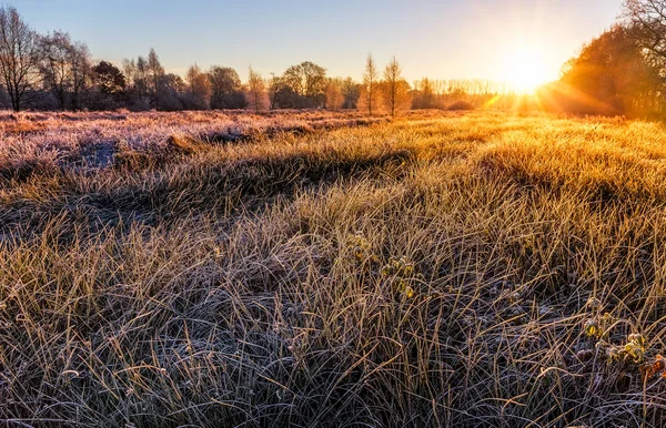 Nascer do sol congelado perto de Wiesmoor — Fotografia de Stock
