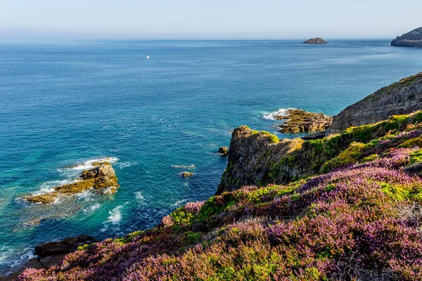 Heide an der Küste der Bretagne, Frankreich — Stockfoto