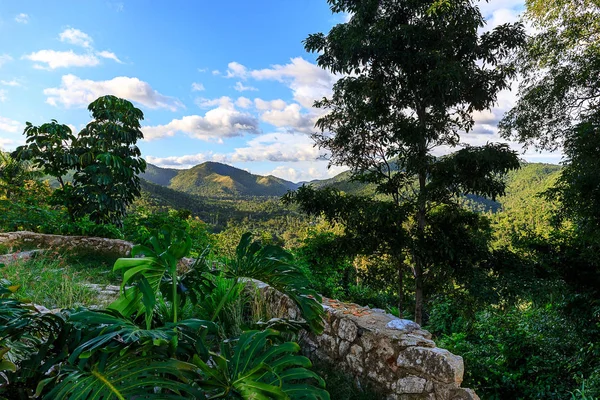 Jungle in de buurt van Soroa, Candelaria — Stockfoto