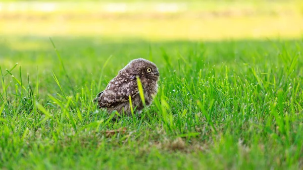 Маленька сова в траві — стокове фото