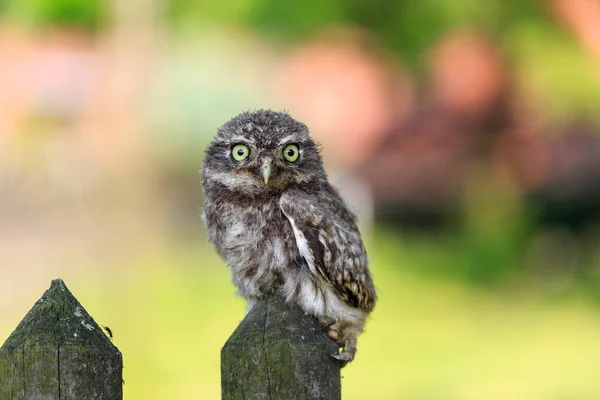 Little owl on a fence — Stock Photo, Image