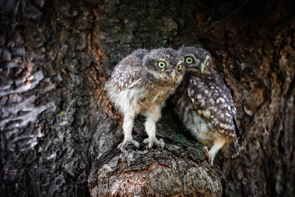 Petite Chouette sur un arbre — Photo