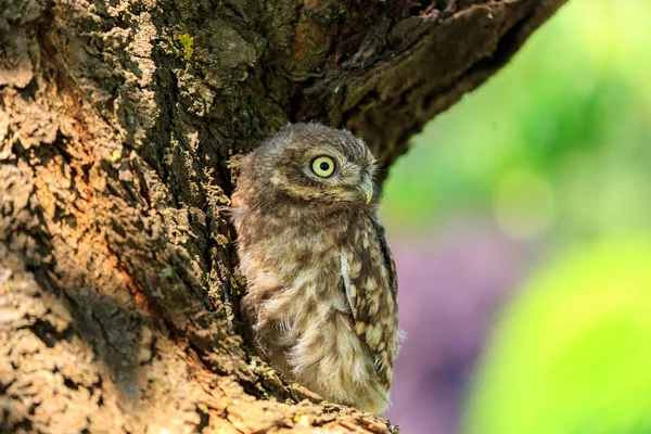 Маленька сова на дереві — стокове фото