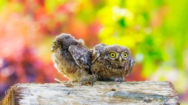 Little owl sitting on a piece of wood — Stock Photo, Image