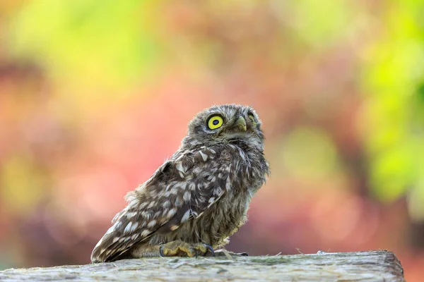 Pequena coruja sentada em um pedaço de madeira — Fotografia de Stock