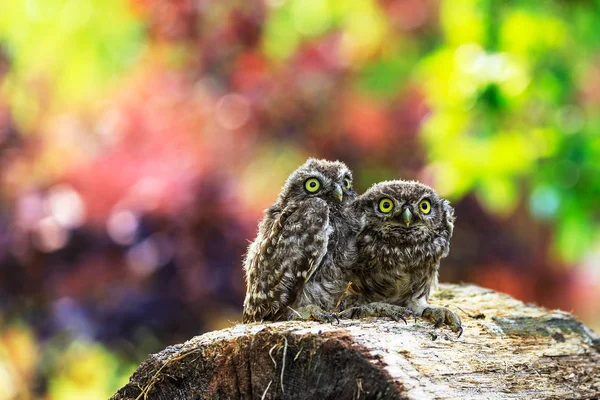Little owl sitting on a piece of wood — Stock Photo, Image