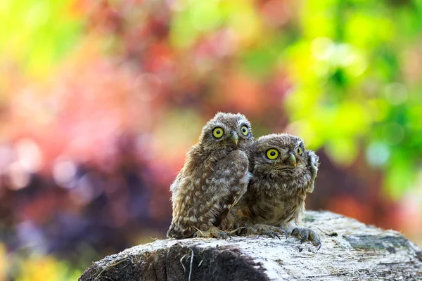 Little owl sitting on a piece of wood — Stock Photo, Image