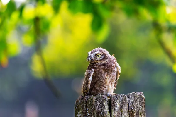 Pequena coruja sentada em um pedaço de madeira — Fotografia de Stock