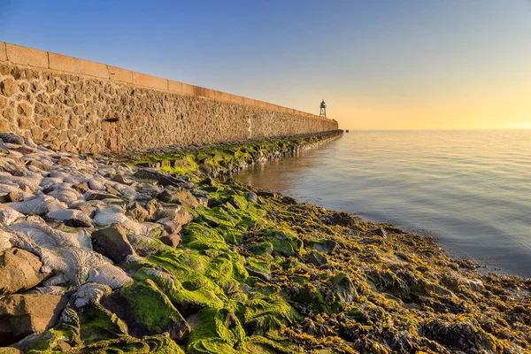 Mullvad på Wilhelmshaven — Stockfoto