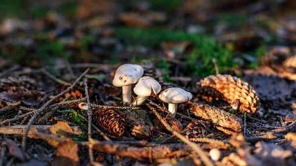 Mushrooms in the forest — Stock Photo, Image