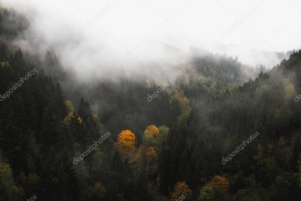 Foggy landscape in the Harz