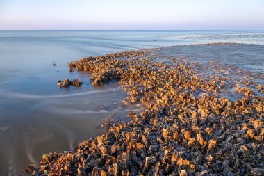 Kabukları, yeşim-Bus
