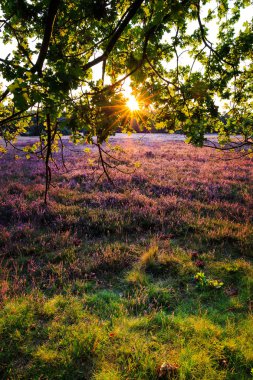 Luneburg heath gün batımında