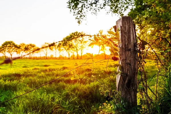 Pôr do sol em um prado perto de Marcardsmoor — Fotografia de Stock
