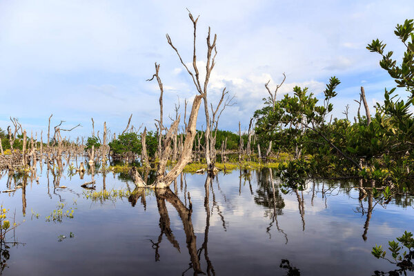 Swamp landscape near Cayo Jutias