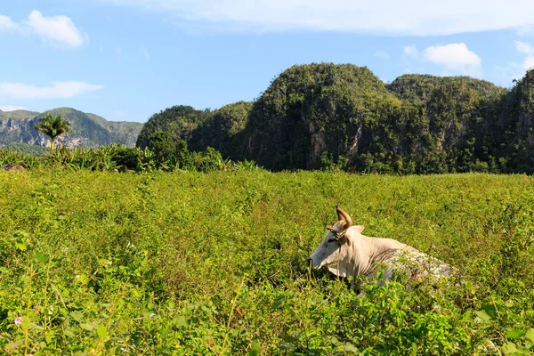 Valle de Vinales - údolí Vinales — Stock fotografie