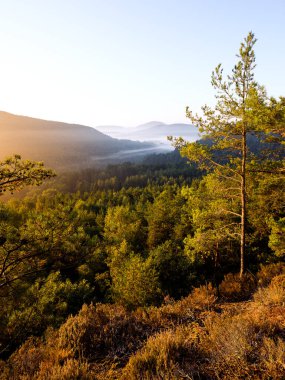 Ormanda gün doğumu