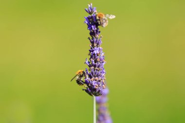 Bumblebee üzerinde lavanta