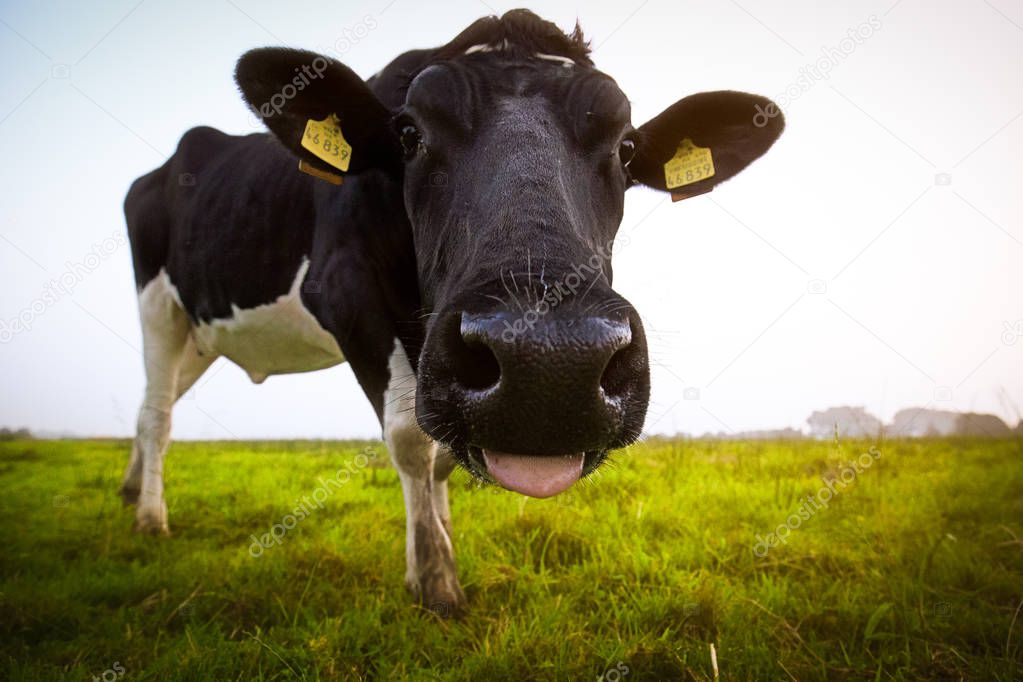 Funny cow on a meadow