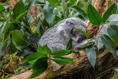 bir ağaç üzerinde Koala