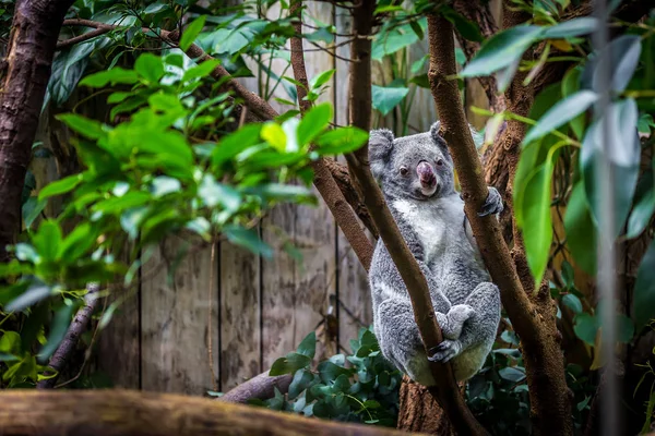 Koala na drzewo — Zdjęcie stockowe