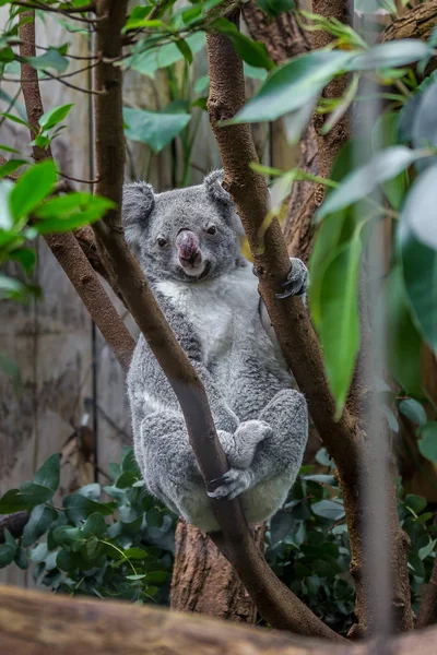 Koala su un albero — Foto Stock