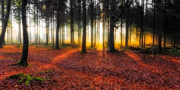 Alba in una foresta vicino a Friedeburg — Foto Stock