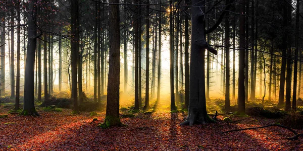 Alba in una foresta vicino a Friedeburg — Foto Stock