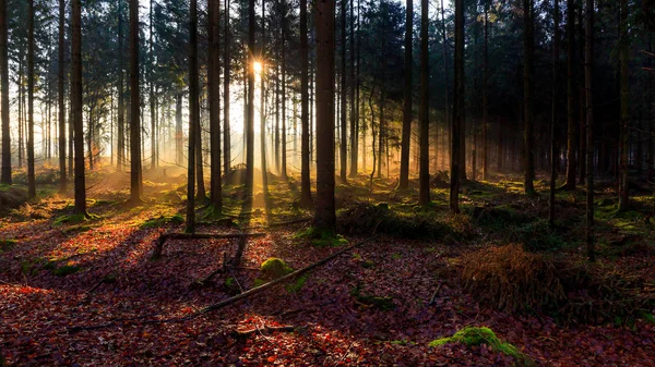 Alba in una foresta vicino a Friedeburg — Foto Stock