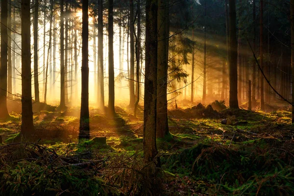 Salida del sol en un bosque cerca de Friedeburg — Foto de Stock