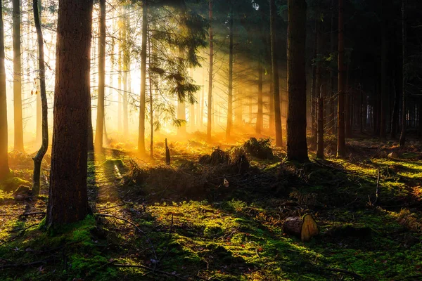 Alba in una foresta vicino a Friedeburg — Foto Stock