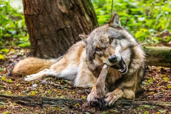 Lobo na floresta — Fotografia de Stock