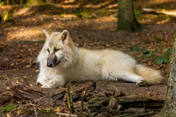 Wolf in het bos — Stockfoto